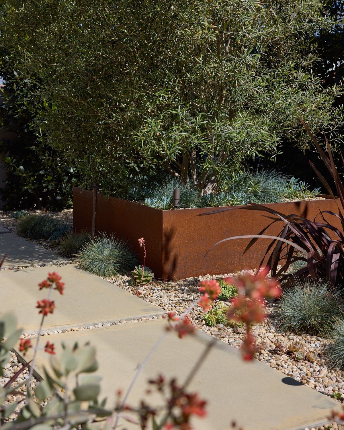 Ashcroft: Drought-tolerant garden with a corten steel planter and flowering shrubs