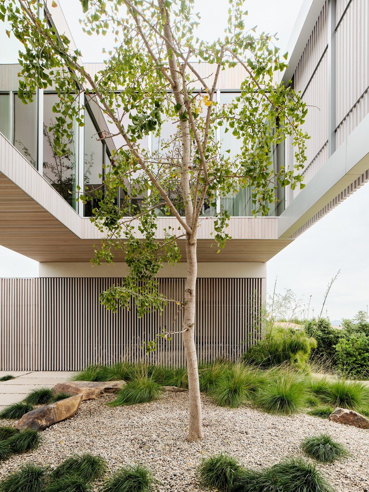 Modjeska: Courtyard gingko tree beneath a cantilevered upper floor with cedar louvers