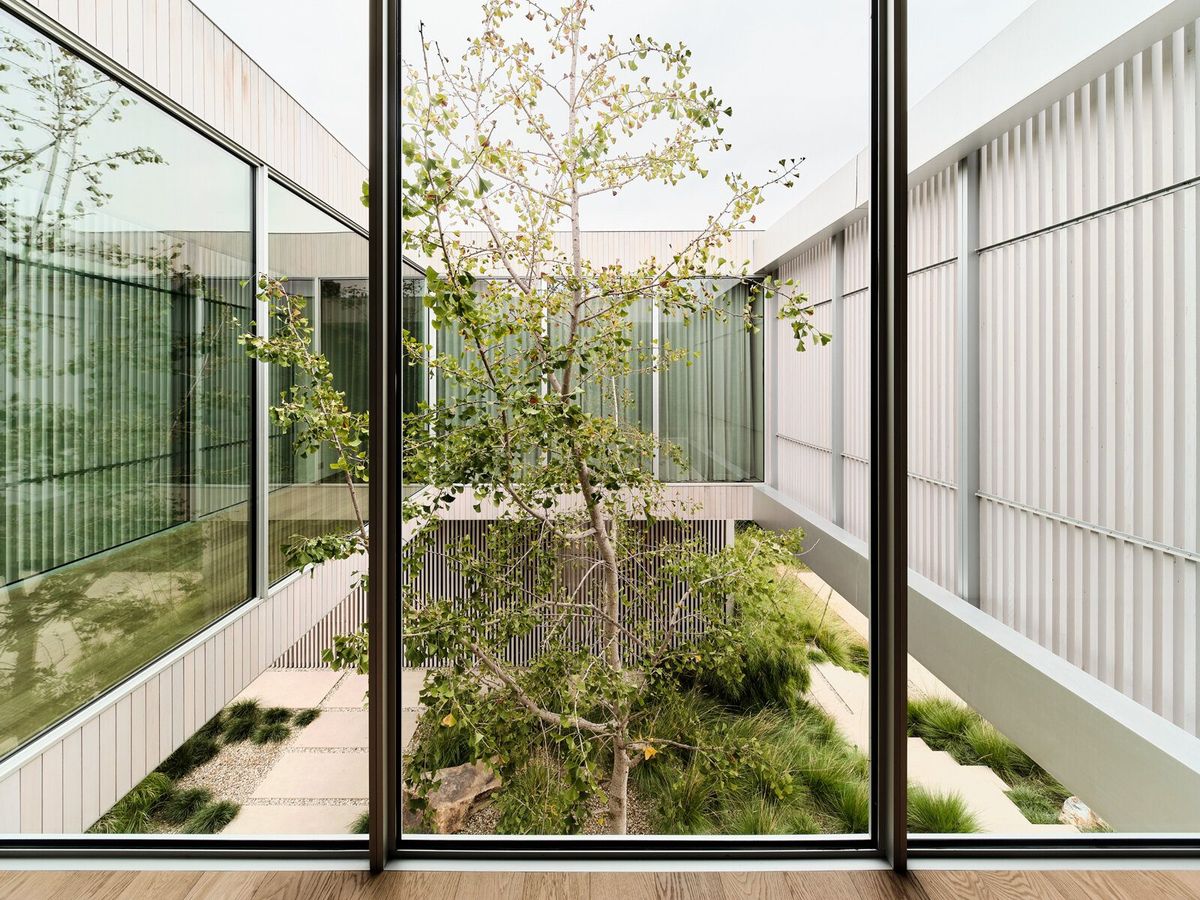 Modjeska: Courtyard tree framed by floor-to-ceiling glass and cedar louvers