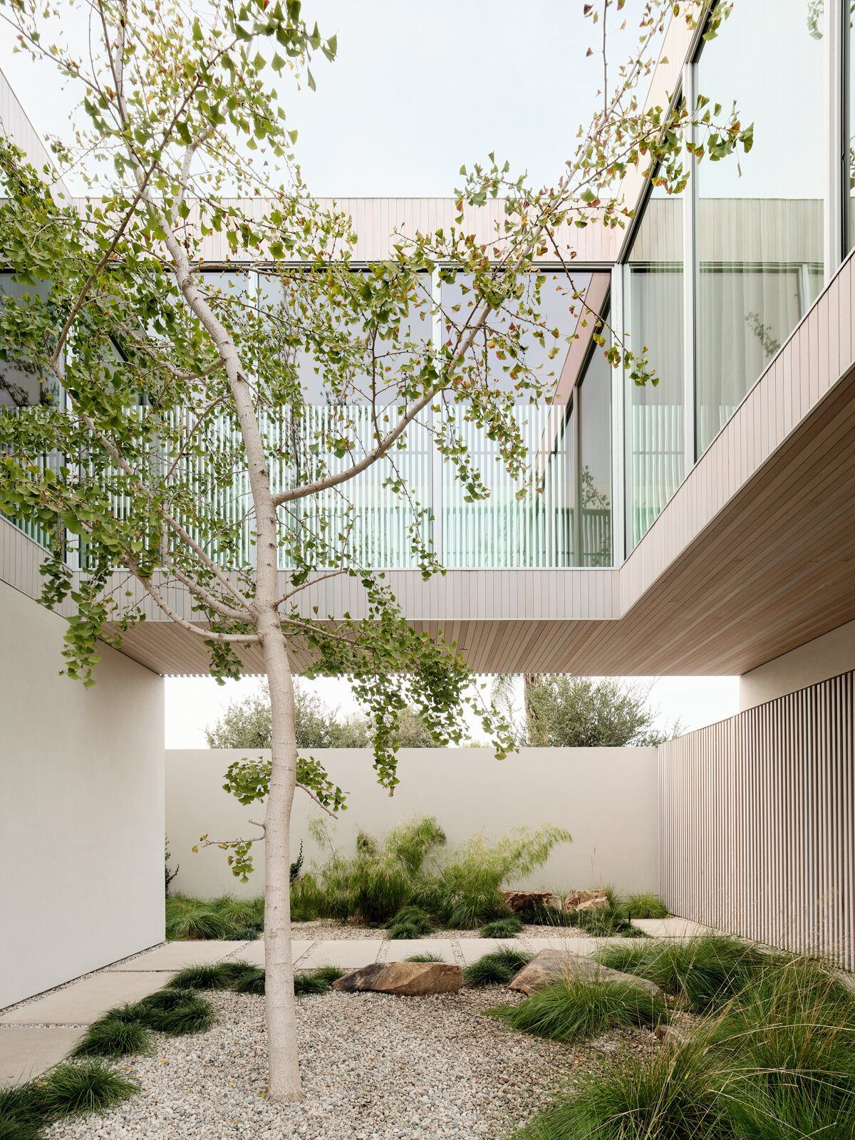 Modjeska: Courtyard tree and grasses beneath the cantilevered second story