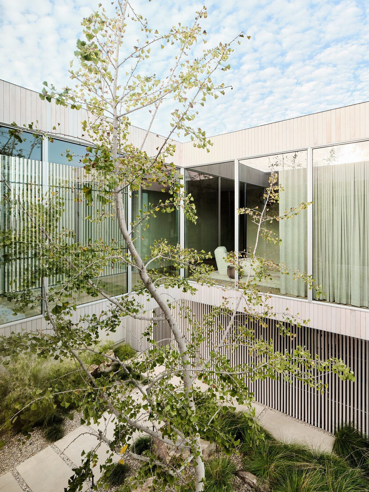 Modjeska: Young tree in the courtyard against glass and louvers